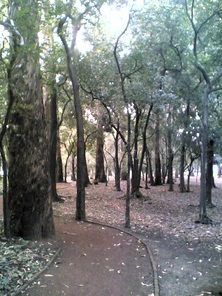 Bosque